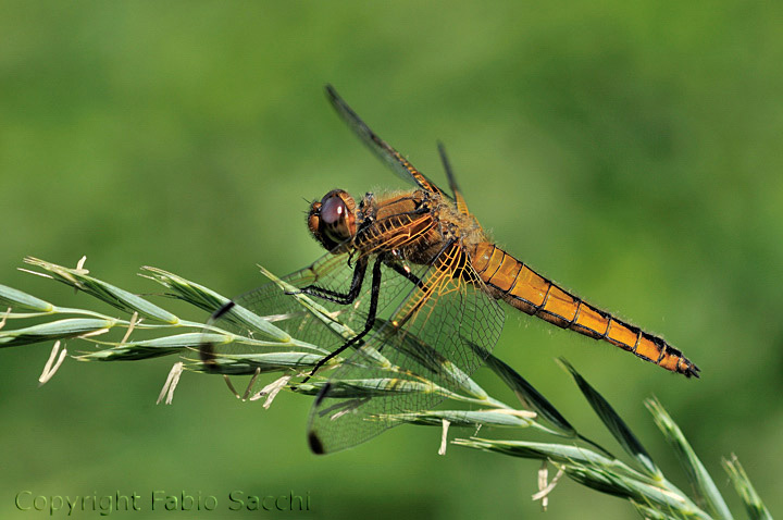 Libellula fulva